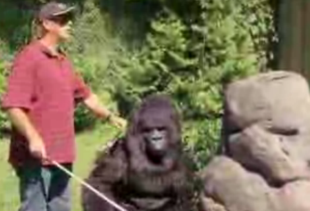 الغوريلا والاعمى