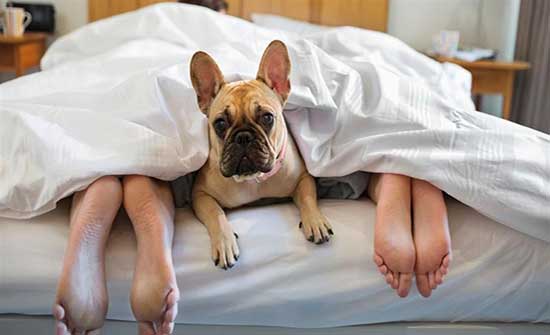 ندى : بيخلي الكلب ينام معنا.. وفي الآخر عضني !!