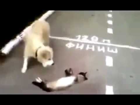 شاهد..  رد فعل قطة رأت كلبا يشعل مواقع التواصل