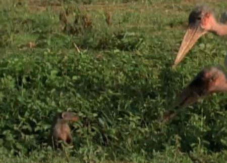 النمس واللقالق