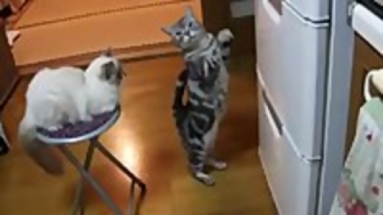 قط يحاول فتح باب الثلاجة