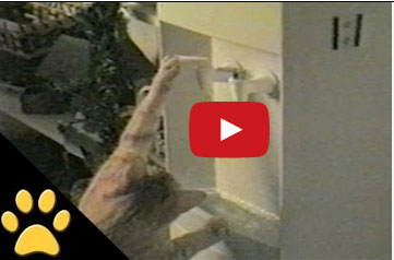 قطة تشرب الماء من البرّاد