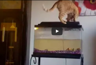 شاهد.. ماذا حدث لقطة جشعة حاولت الدخول لحوض أسماك