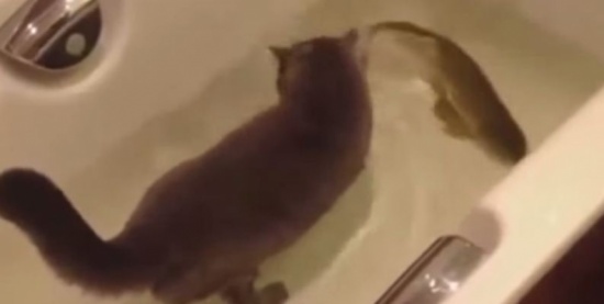 شاهد.. قط يخرج على المألوف ويستمتع باللعب مع السمك