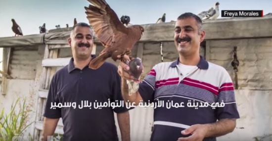 بالفيديو : "كشاش حمام" .. قصة توأم أردنيين يربيان الحمام بمنزلهما منذ 25 عاما بالفيديو : "كشاش حمام" .. قصة توأم أردنيين يربيان الحمام بمنزلهما منذ 25 عاما