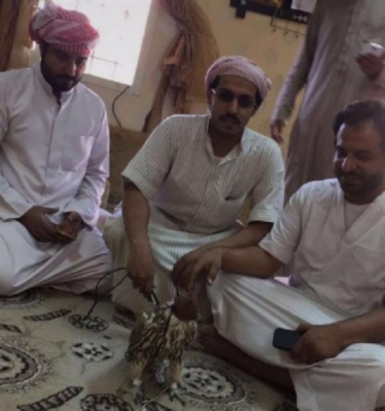 صور: 4 يصطادون صقرًا فرخًا ويبيعونه بـ 100 ألف ريال برفحاء صور: 4 يصطادون صقرًا فرخًا ويبيعونه بـ 100 ألف ريال برفحاء