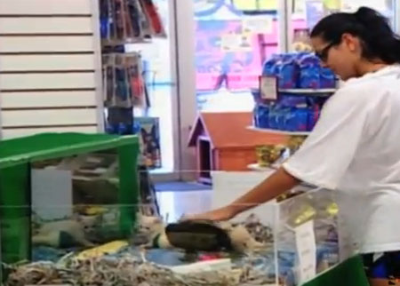 متجر بيع الحيوانات