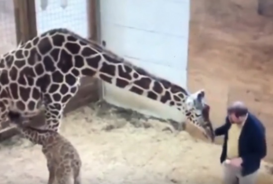 فيديو.. زرافة تركل طبيبًا بيطريًا حاول الإقتراب من صغيرها