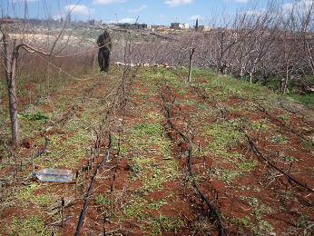 الزراعة تبدأ بيع المزارعين الغراس المثمرة بداية كانون الاول المقبل