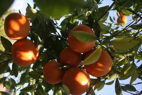 زراعة الاغوار تنصح مزارعي الحمضيات بعدم قطف الثمار قبل نضوجها زراعة الاغوار تنصح مزارعي الحمضيات بعدم قطف الثمار قبل نضوجها