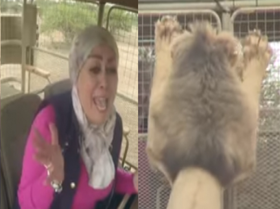 فيديو| صراخ ورعب الفنانة "هالة فاخر" لحظة هجوم أسد على السيارة الموجودة بها!