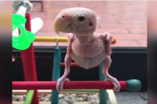 شاهد.. طائرٌ بلا ريش يصبح نجماً يتلقَّى الهدايا من معجبيه