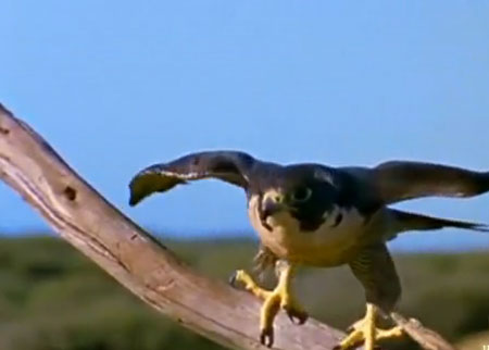 إنقضاض الصقر على الحمامة