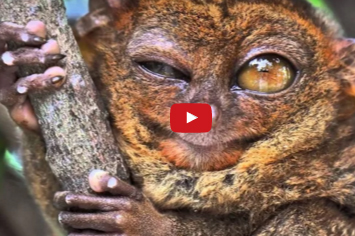 بالفيديو  :  10 حيوانات عادت بعد أن انقرضت..!!