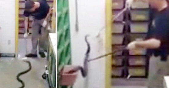 معركة بين كوبرا وحارسها