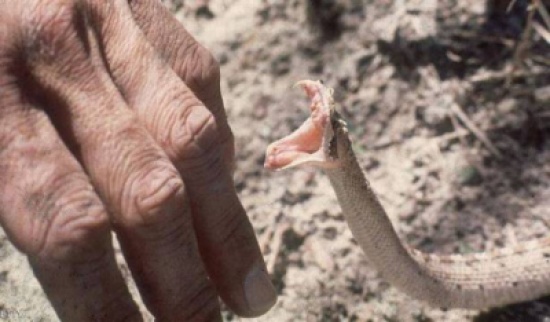 أفعى خطرة تطل برأسها لطفل من المرحاض