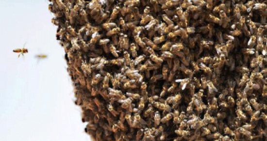 40 ألف نحلة تلدغ أميركيا حتى الموت