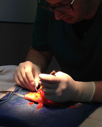 بالصور..عملية جراحية دقيقة لإزالة ورم من رأس سمكة ذهبية