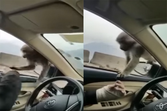 بالفيديو.. رد عنيف من قرد تجاه شاب حاول اصطياده