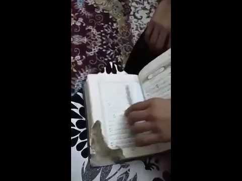 بالفيديو.. حشره إلتهمت القرآن الكريم ولكن لن تصدق ماذا حدث بعدها