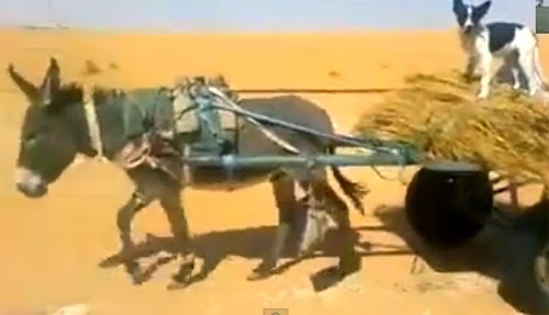 حمار يفهم قوانين السير !!