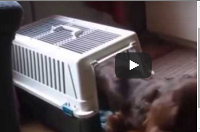 شاهد.. كلب يرفض النوم بدون دميته