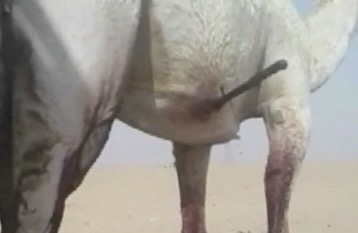 بالفيديو: عامل سوداني يطعن”ناقة”بالسكين ويتركها تنزف .. بسبب خلاف بينه وبين صاحبها بالفيديو: عامل سوداني يطعن”ناقة”بالسكين ويتركها تنزف .. بسبب خلاف بينه وبين صاحبها