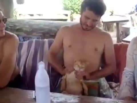 قط يستمتع في التدليك