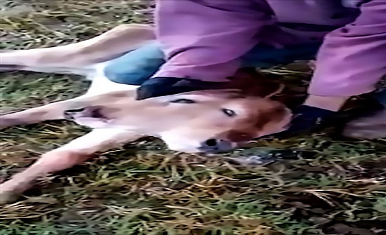 بالفيديو: ولادة عجل برأسين يحير المزارعين في البرازيل بالفيديو: ولادة عجل برأسين يحير المزارعين في البرازيل