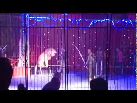 أسد يهاجم مدربة مصرية أثناء عرض سيرك