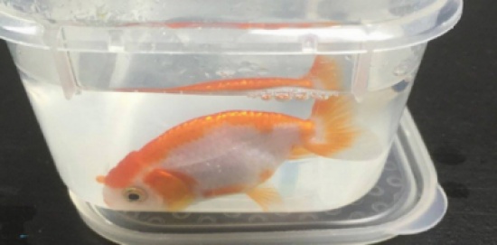 أسترالية تدفع 500 دولار لإنقاذ سمكة ثمنها 12 دولار