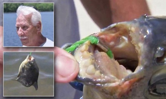 شاهد..اصطياد سمكة بأسنان بشرية