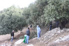 حملة نظافة وتقليم لغابة الكمالية