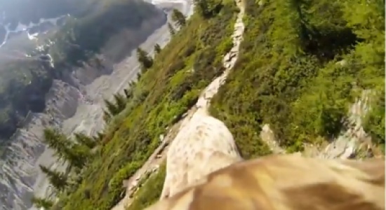 اختبر شعور التحليق كالنسر