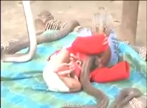 في مشهد مرعب .. 4 أفاعي كوبرا يحاوطون رضيع!