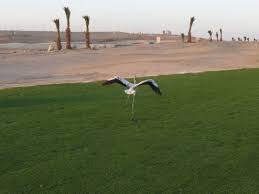 العودات: عملية إكثار النباتات تحافظ على التنوع الحيوي