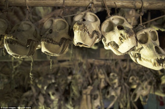 صور: قبيلة إندونيسية يزينون منازلهم بـ الجماجم