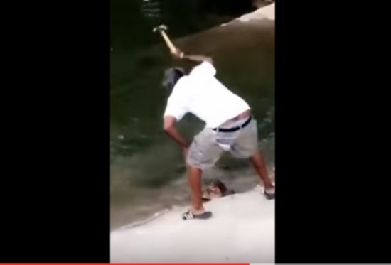 بالفيديو: صياد سمك يسحق سلحفاة بمطرقته حتى الموت