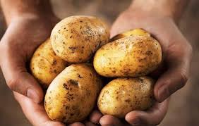 اتلاف طن ونصف بطاطا غير صالحة بإربد اتلاف طن ونصف بطاطا غير صالحة بإربد