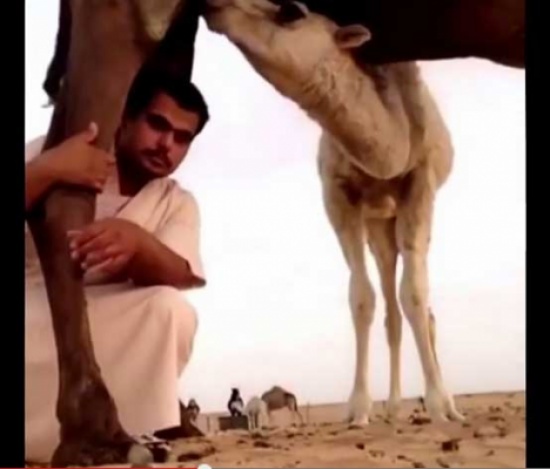 نتيجة التصوير مع جمل