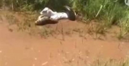 بالفيديو.. أفعى تلتهم عجل!!