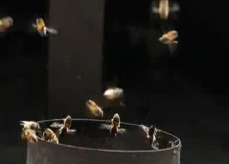 إزالة 50 ألف نحلة تسكن في داخل جدران منزل