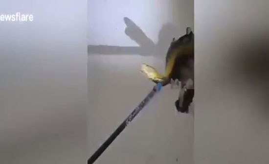 لحظة إخراج ثعبان ضخم من جدار غرفة المعيشة بمنزل (فيديو)