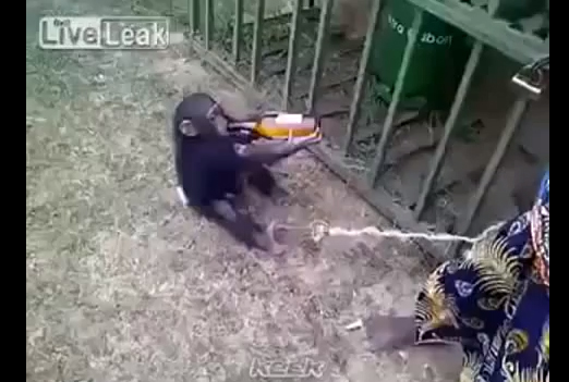 قرد خرمان بيرة!!