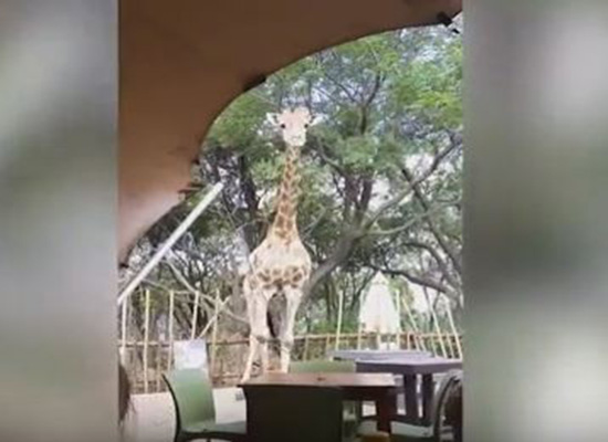 بالفيديو: زرافة جائعة تشارك عائلة وجبة الغداء