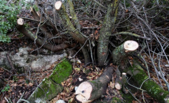 ضبط معتدين على الثروة الحرجية في عجلون