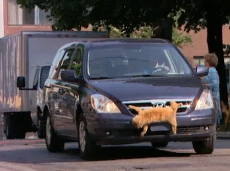 الكلب المسكين