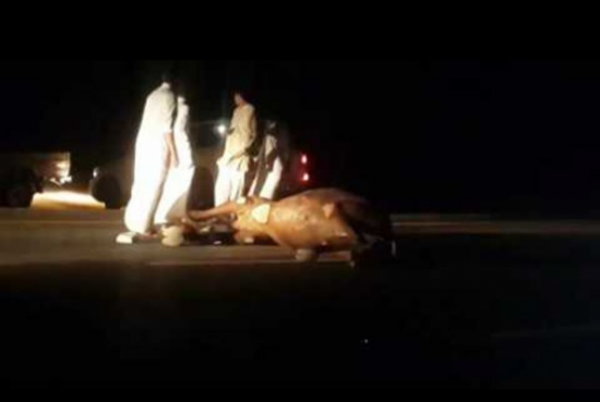 فيديو: شاب يوثق اصطدام “جيب” بجمل