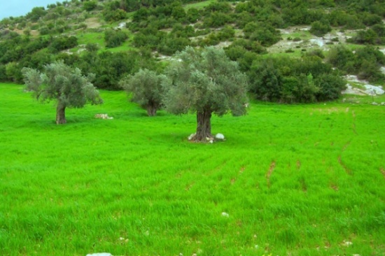 الكورة تتحوط لحفظ غاباتها من النار الكورة تتحوط لحفظ غاباتها من النار