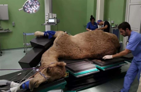 شاهد.. إجراء جراحة دقيقة لجمل داخل أول مستشفى خاص بالإبل في دبي شاهد.. إجراء جراحة دقيقة لجمل داخل أول مستشفى خاص بالإبل في دبي